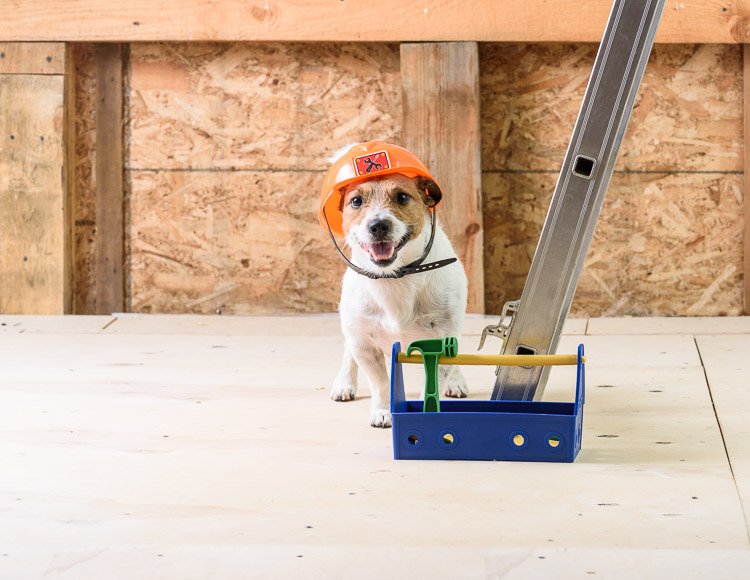 A Jack Russell Terrier in an orange hard hat next to a ladder with a blue tool box